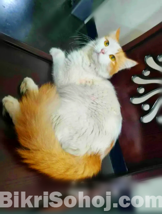 পার্শিয়ান ক্যাট